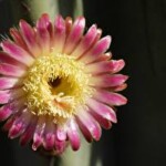 Profile picture of Grace Lee