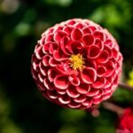 Profile picture of Elena Ivanova