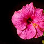 Profile picture of Olivia Jones