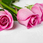 Profile picture of Isha Kapoor