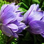 Profile picture of Emma Carter